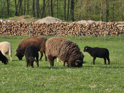 Waldschafwidder