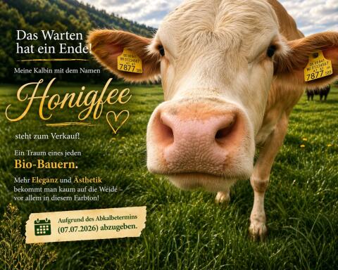 Bio Kalbin "Honigfee"