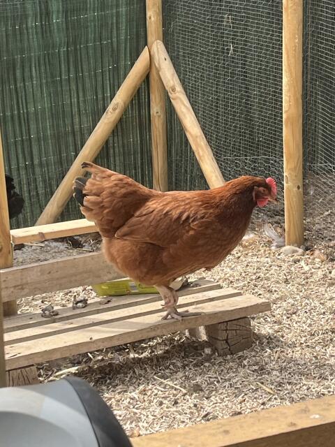 Rhode Island Henne und Hahn abzugeben