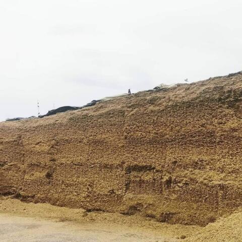 Maissilage für Biogasanlage