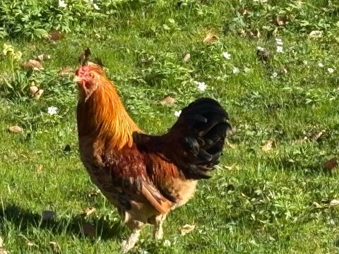 Verschiedene Junghähne zum Abgeben