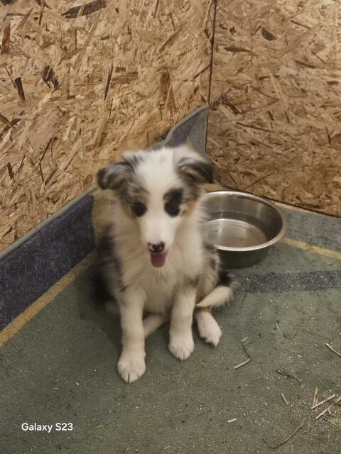 Bordercollie Welpen