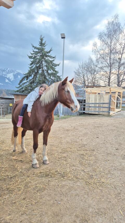 Welshpony Reitpony 140 cm