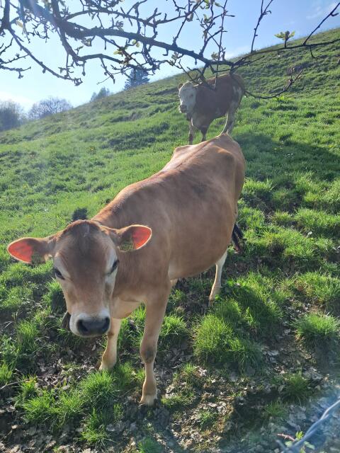 Jersey Kalbin