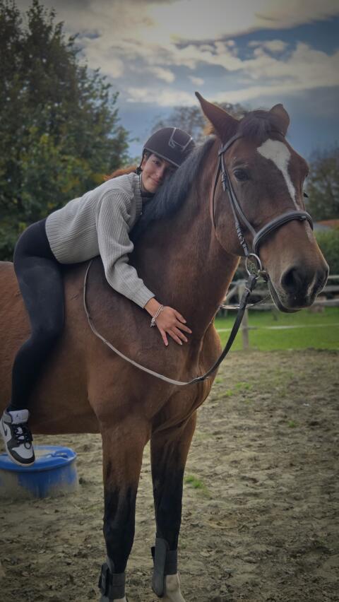 Suche Reitbeteiligung/Berittpferde