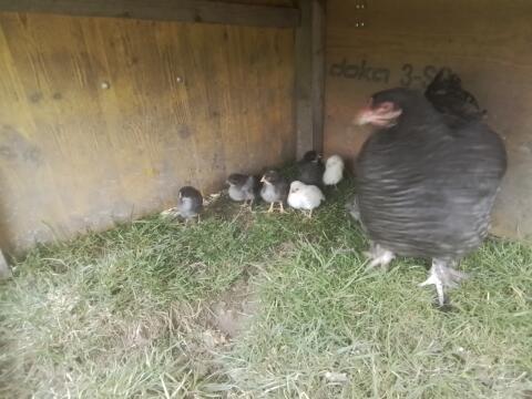 Verkaufe Glucke mit Küken
