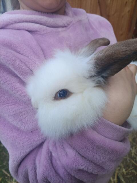 Kaninchen