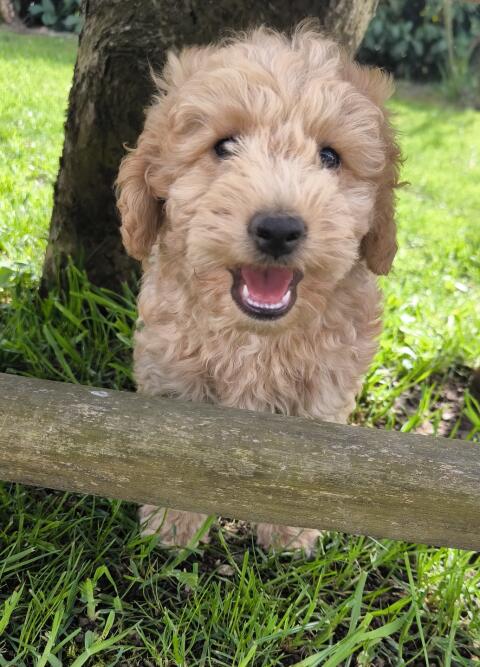 Maltipoo Prinzen