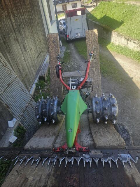 Rapid Rex