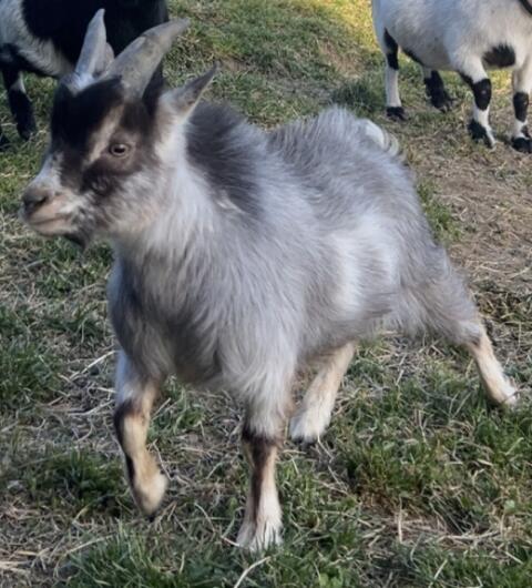 Minizwergziegenbock