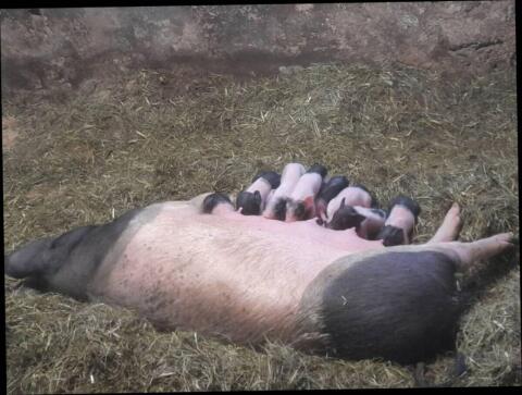 Ferkel