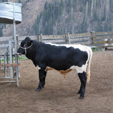 Pinzgauer Stier