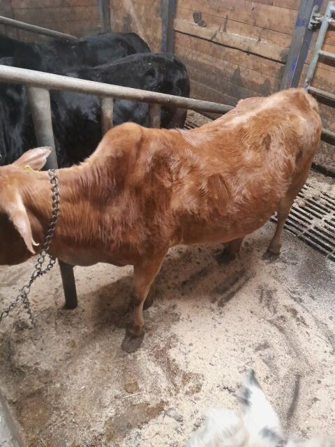 Zebu