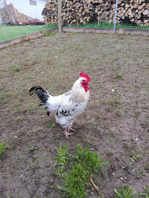 Hahn