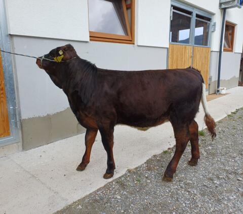 Tux-Zillertaler Zuchtkalb