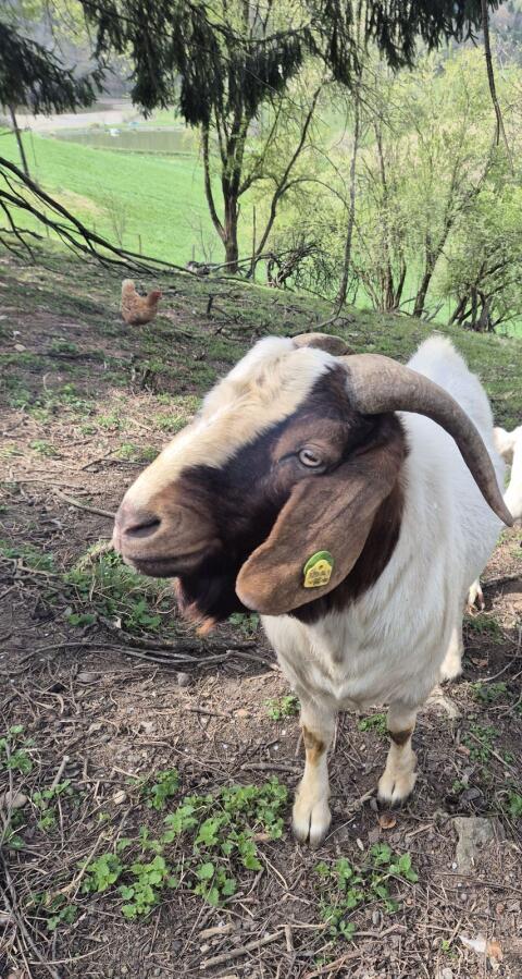 Buren Ziegenbock