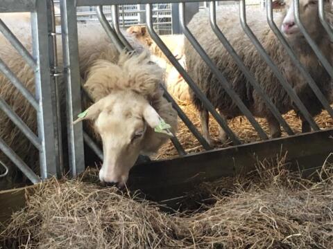 Veno Futtergatter für Schafe lammsicher