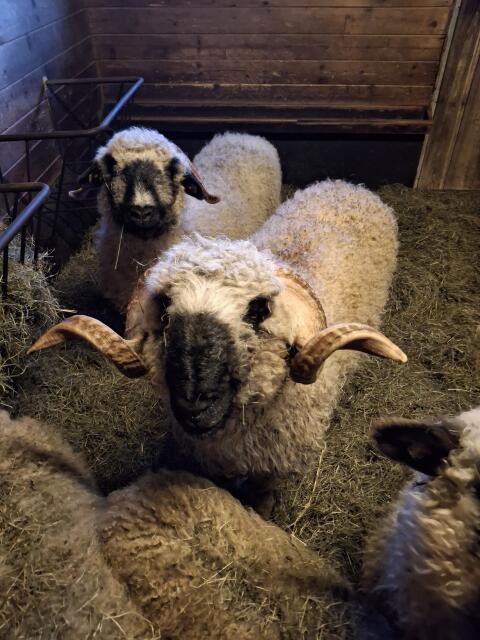 Walliser Schwarznasenwidder