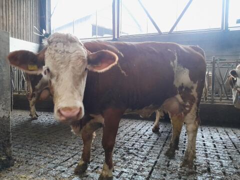 Milchkuh zu verkaufen