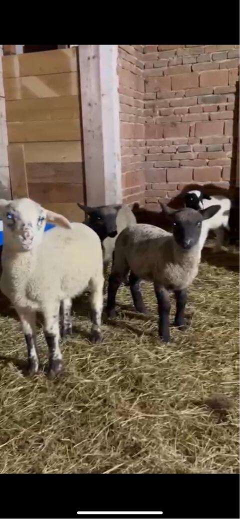 Schafe und Lämmer gemischt (Merino, Shropshire, Bergschaf)