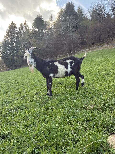 Tauernscheckenbock