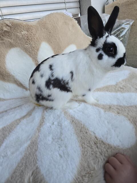 Zwerg Hase Rammler