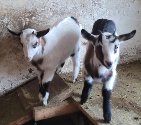Mutterziege in Milch mit 3 weiblichen Kitzen abzugeben!