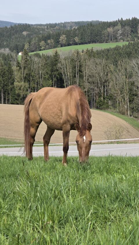 Fuchsfalb Reitponystute