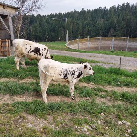 Kalb weiblich Pustertaler Sprinzen