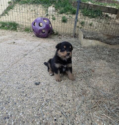 1 Rottweiler x Australian Shepherd Welpe (Rüde) abzugeben