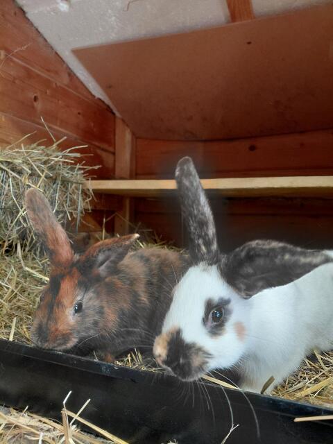 Dreifarbenschecken