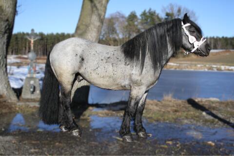 Noriker Mohrenkopf Deckhengst