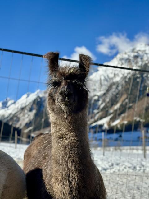 Wooly Lamastute