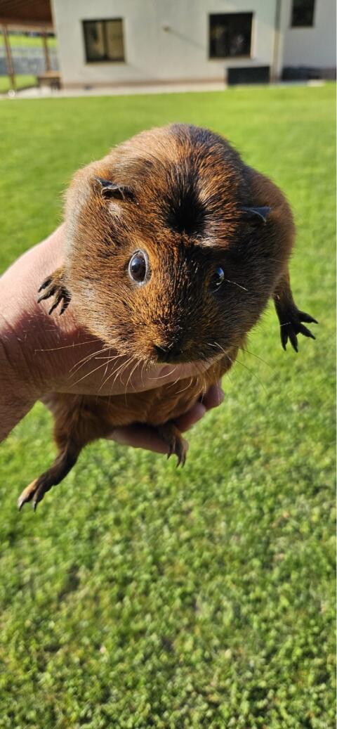 Meerschweinchen zu verschenken