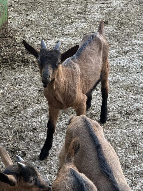 Bio-Bockkitz der Rasse Gemsfarbige Gebirgsziege