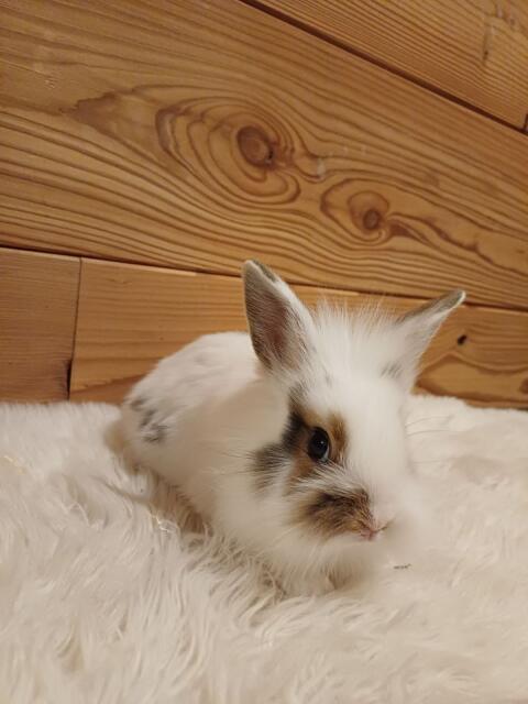 Löwenkopfkaninchen