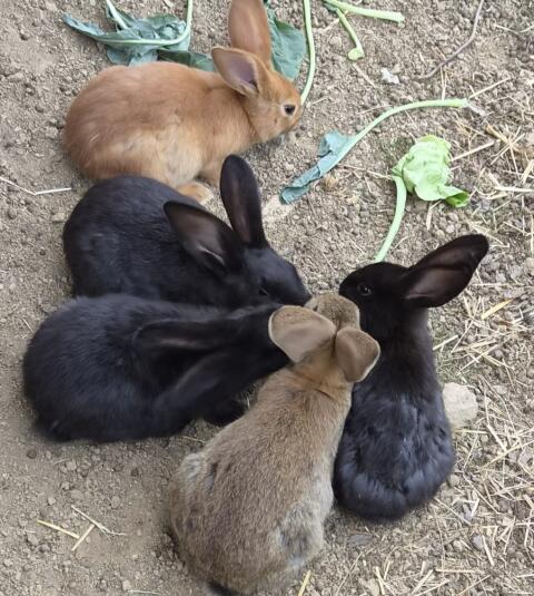 Hasen