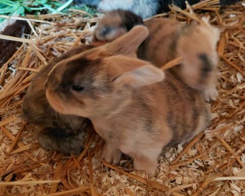 Süße Kaninchen