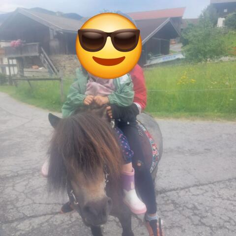 Pony-Stuten zu verkaufen