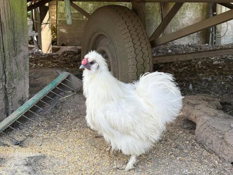 Seidenjunghahn zum Abgeben