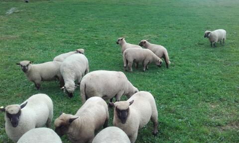 Lämmer Shropshire