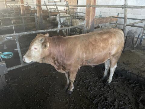 Wagyu Fullblood Jungstier „Benjamin“ – 100 % Wagyu – Bio