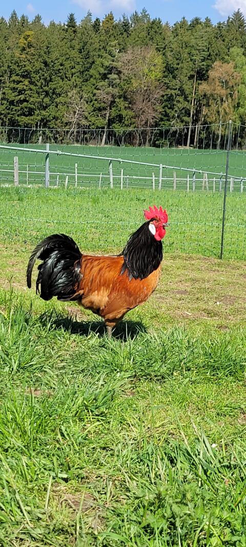 Reinrassiger Vorwerkhahn, beringt!