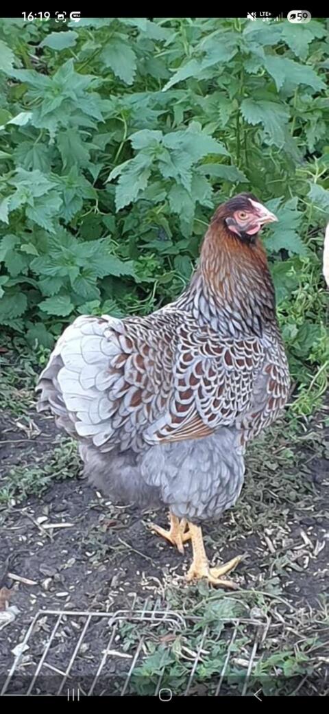 Amrocks, Orpingtons, Wyandotten, Zwergwyandotten, New Hampshire
