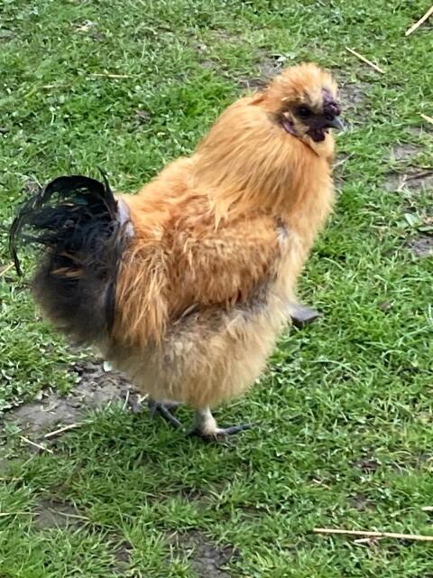 Seidenhuhn Hahn