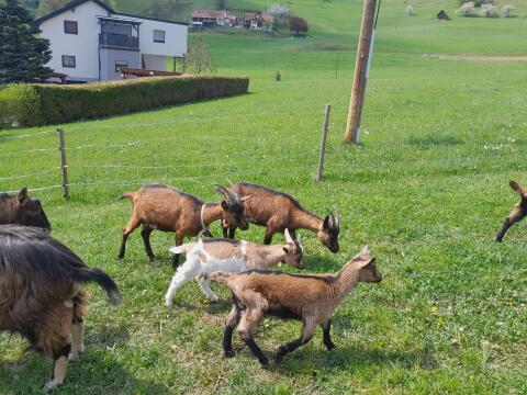 Ziegenkitz