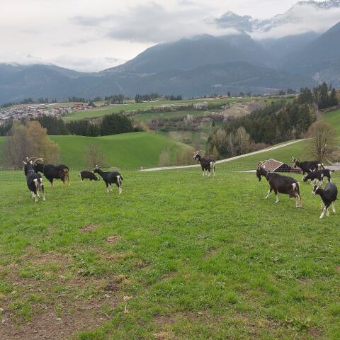 Bündner Strahlenziegen zu verkaufen