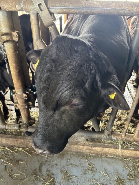Deckstier Wagyu