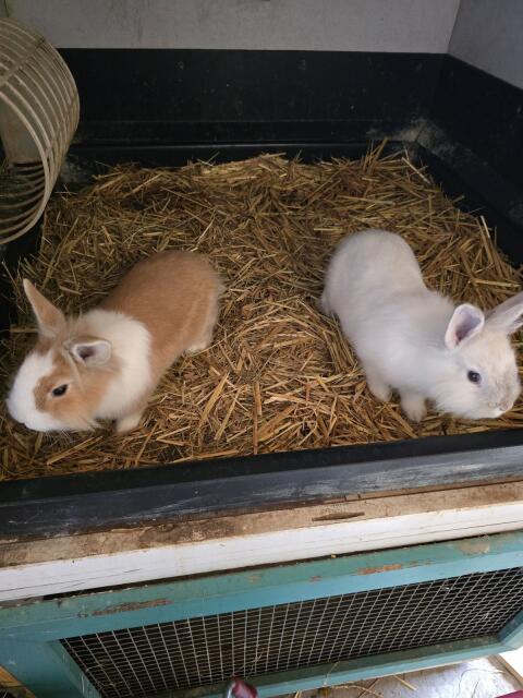 Zwerghasen/Löwenkopf