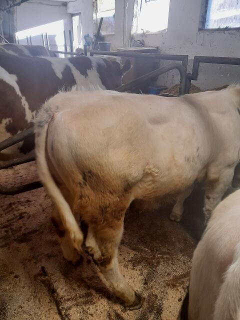 Kalb
